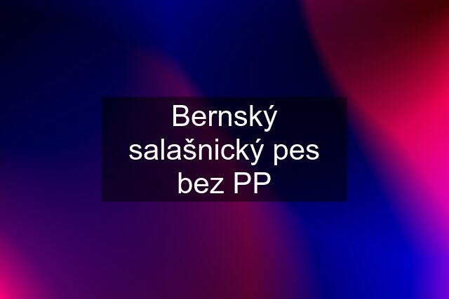 Bernský salašnický pes bez PP