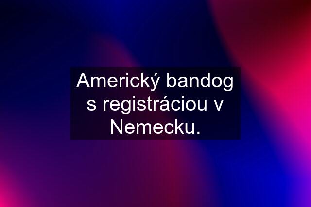 Americký bandog s registráciou v Nemecku.