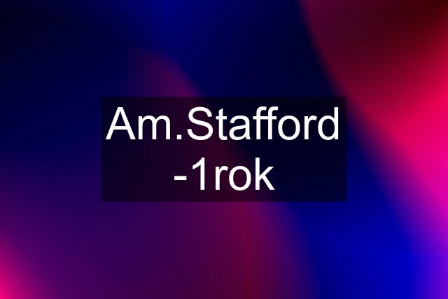 Am.Stafford -1rok