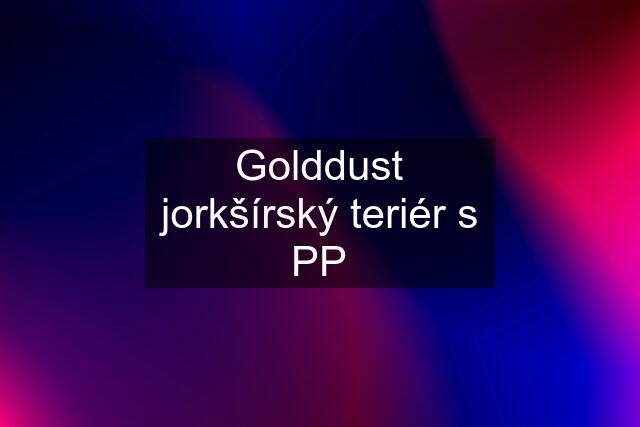 Golddust jorkšírský teriér s PP