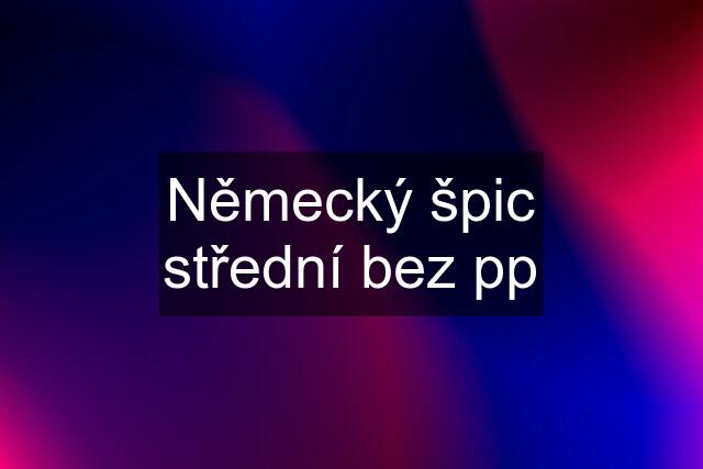 Německý špic střední bez pp