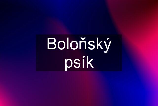 Boloňský psík