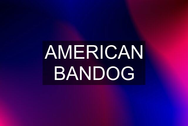 AMERICAN BANDOG