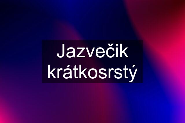 Jazvečik krátkosrstý