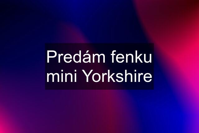 Predám fenku mini Yorkshire