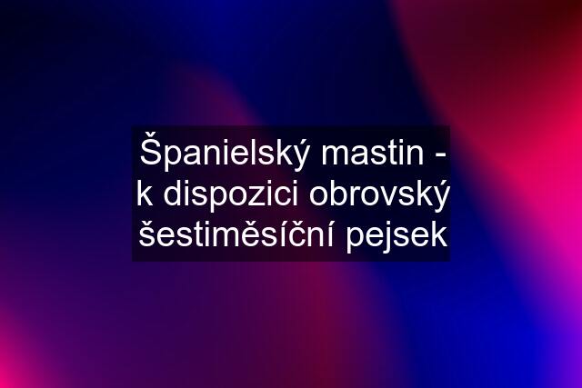 Španielský mastin - k dispozici obrovský šestiměsíční pejsek