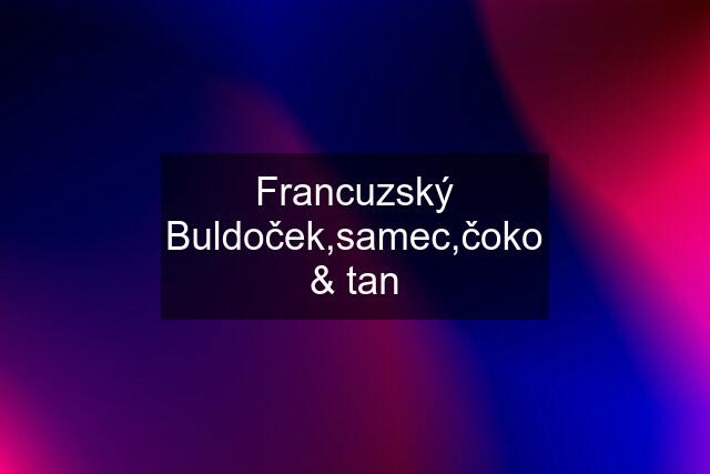 Francuzský Buldoček,samec,čoko & tan