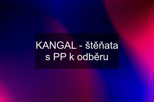 KANGAL - štěňata s PP k odběru