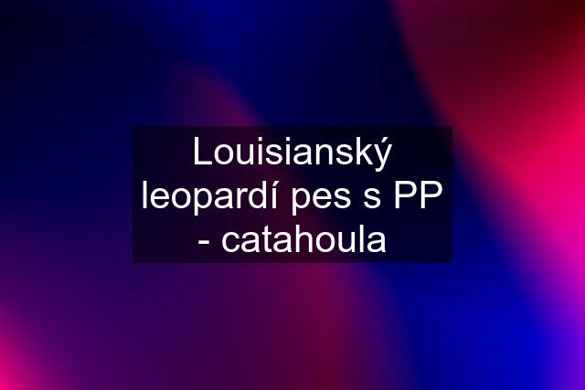 Louisianský leopardí pes s PP - catahoula