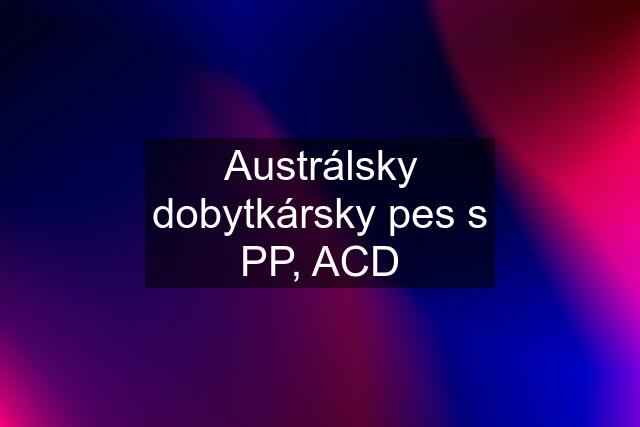 Austrálsky dobytkársky pes s PP, ACD