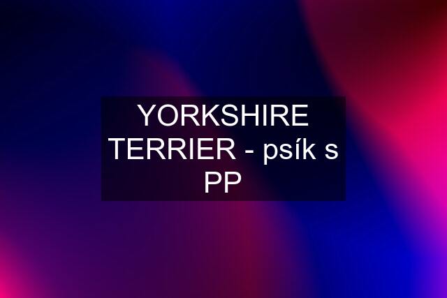 YORKSHIRE TERRIER - psík s PP