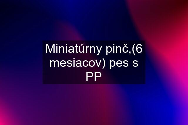 Miniatúrny pinč,(6 mesiacov) pes s PP