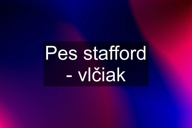 Pes stafford - vlčiak