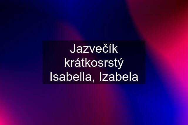 Jazvečík krátkosrstý Isabella, Izabela