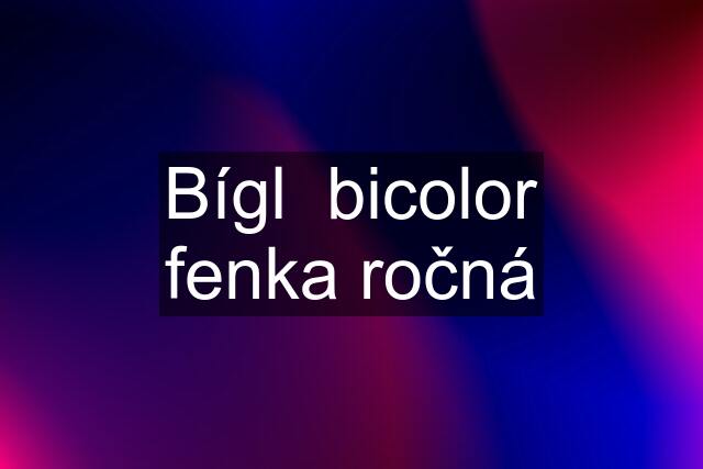 Bígl  bicolor fenka ročná