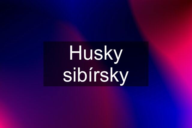 Husky sibírsky