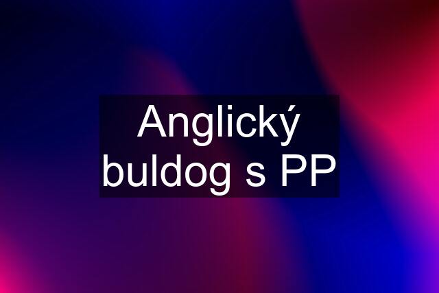 Anglický buldog s PP