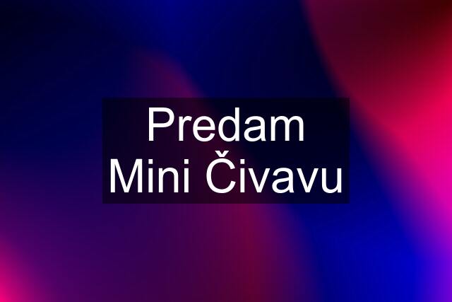 Predam Mini Čivavu