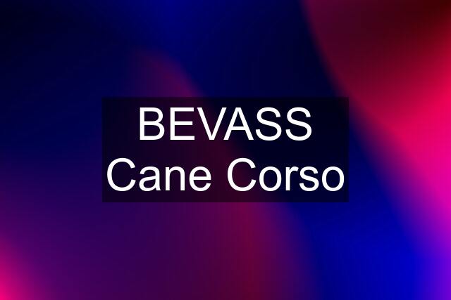 BEVASS Cane Corso