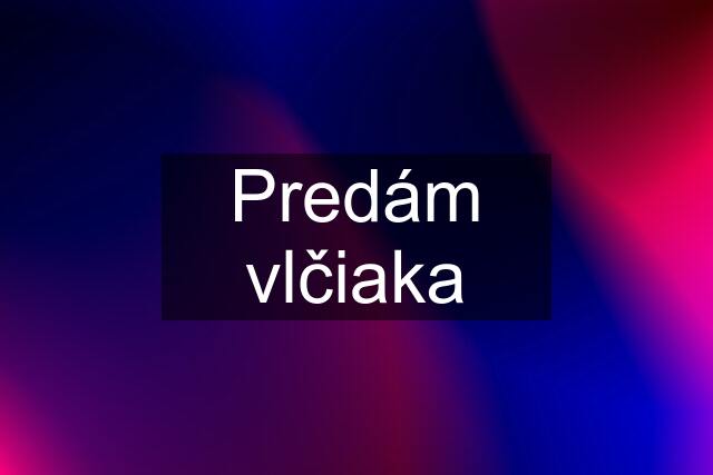 Predám vlčiaka