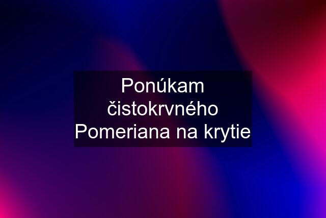 Ponúkam čistokrvného Pomeriana na krytie