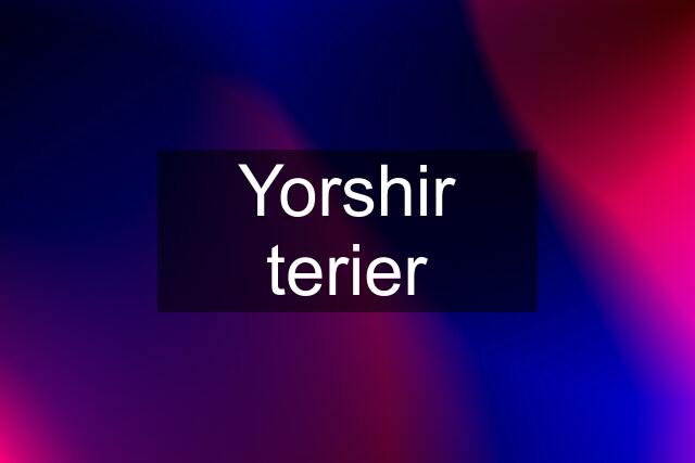 Yorshir terier