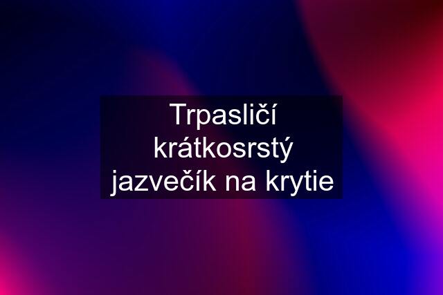 Trpasličí krátkosrstý jazvečík na krytie