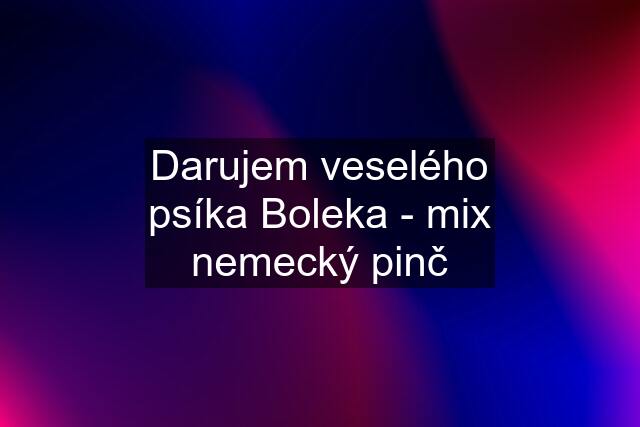 Darujem veselého psíka Boleka - mix nemecký pinč