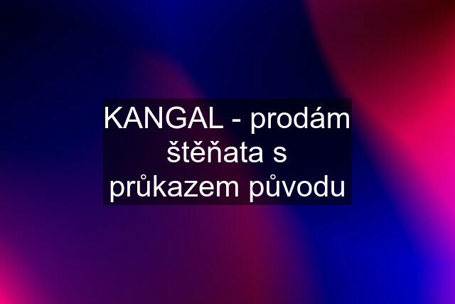 KANGAL - prodám štěňata s průkazem původu