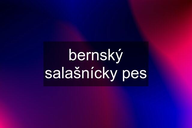 bernský salašnícky pes