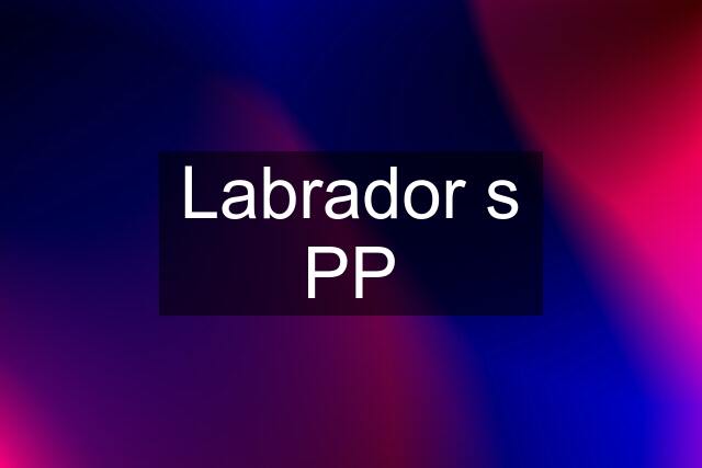 Labrador s PP