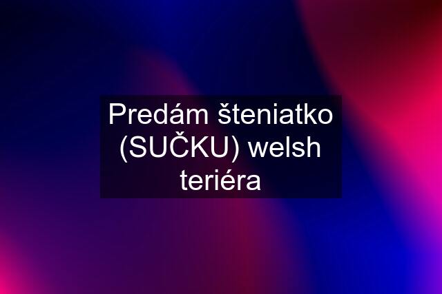 Predám šteniatko (SUČKU) welsh teriéra