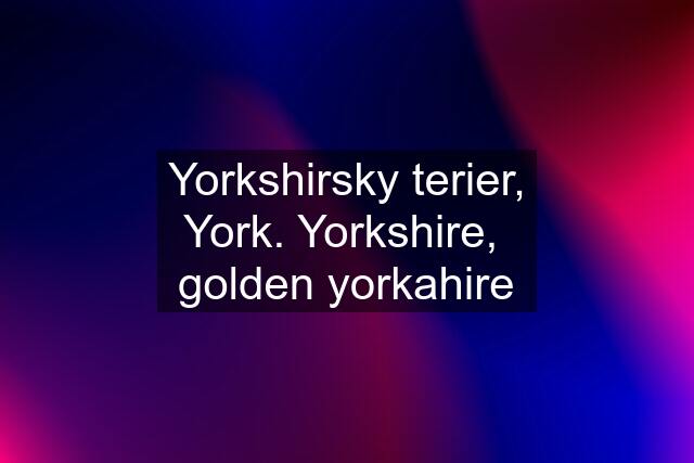 Yorkshirsky terier, York. Yorkshire,  golden yorkahire