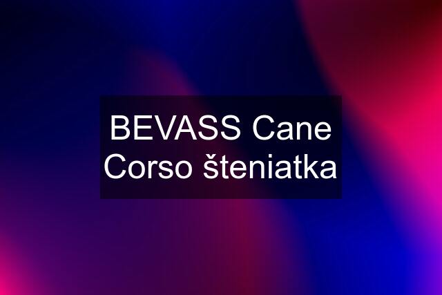 BEVASS Cane Corso šteniatka