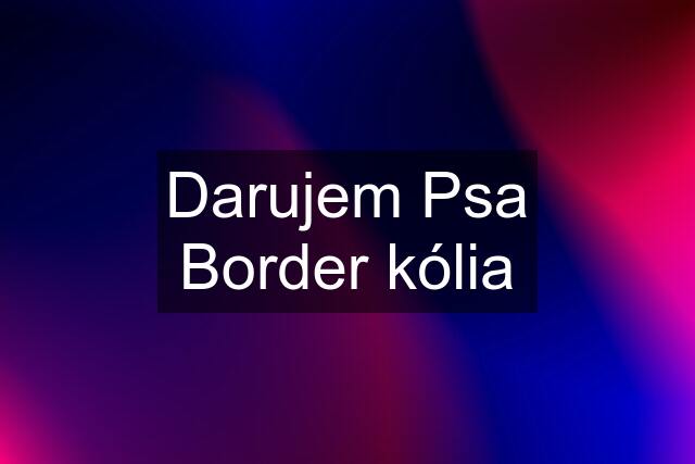 Darujem Psa Border kólia