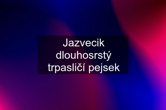 Jazvecik dlouhosrstý trpasličí pejsek