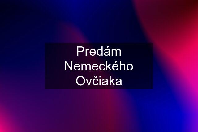 Predám Nemeckého Ovčiaka