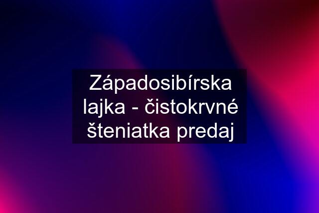 Západosibírska lajka - čistokrvné šteniatka predaj