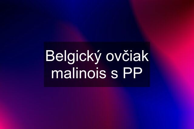 Belgický ovčiak malinois s PP