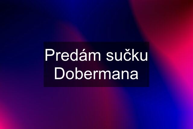 Predám sučku Dobermana