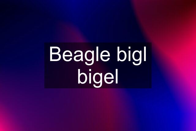 Beagle bigl bigel
