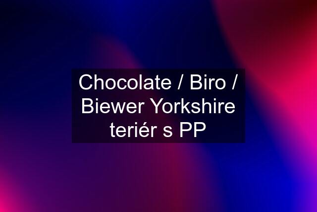 Chocolate / Biro / Biewer Yorkshire teriér s PP