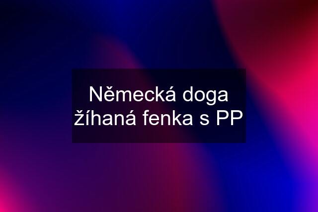 Německá doga žíhaná fenka s PP