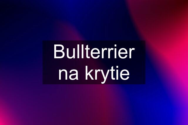 Bullterrier na krytie