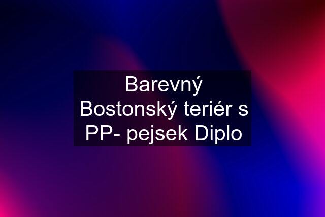 Barevný Bostonský teriér s PP- pejsek Diplo