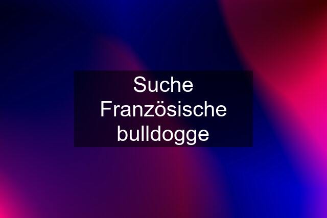 Suche Französische bulldogge