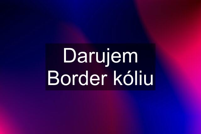 Darujem Border kóliu