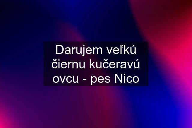 Darujem veľkú čiernu kučeravú ovcu - pes Nico