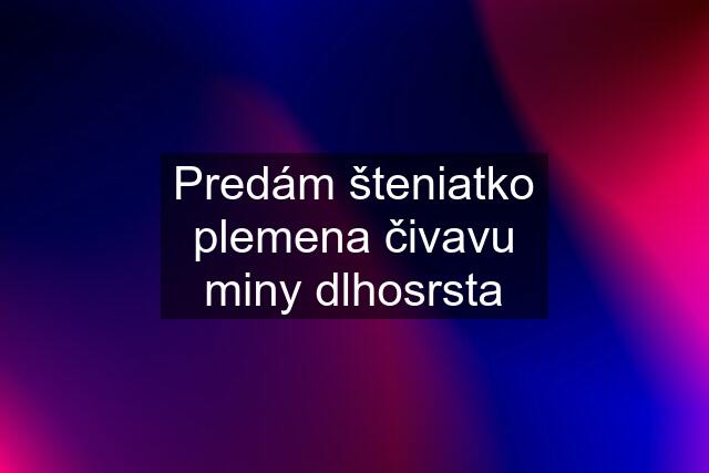 Predám šteniatko plemena čivavu miny dlhosrsta