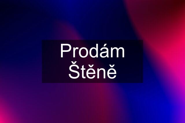 Prodám Štěně